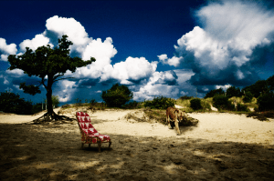 Animal-blend-lifestyle-shot