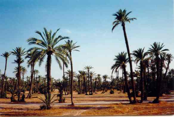 marrakech_palmeraie