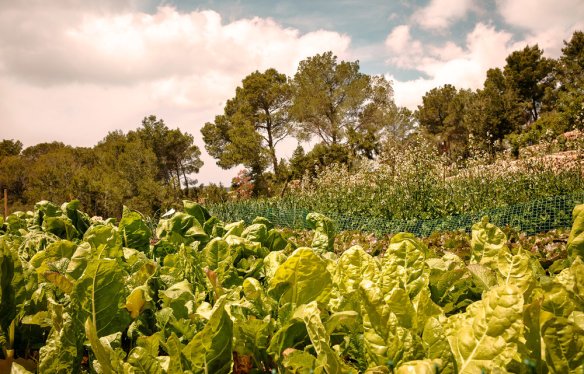 la-granja-ibiza-farm-009